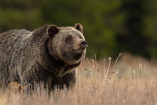 Bruin in Meadow