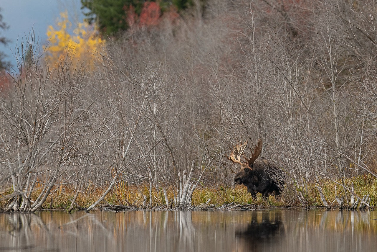 Bull Moose Marsh