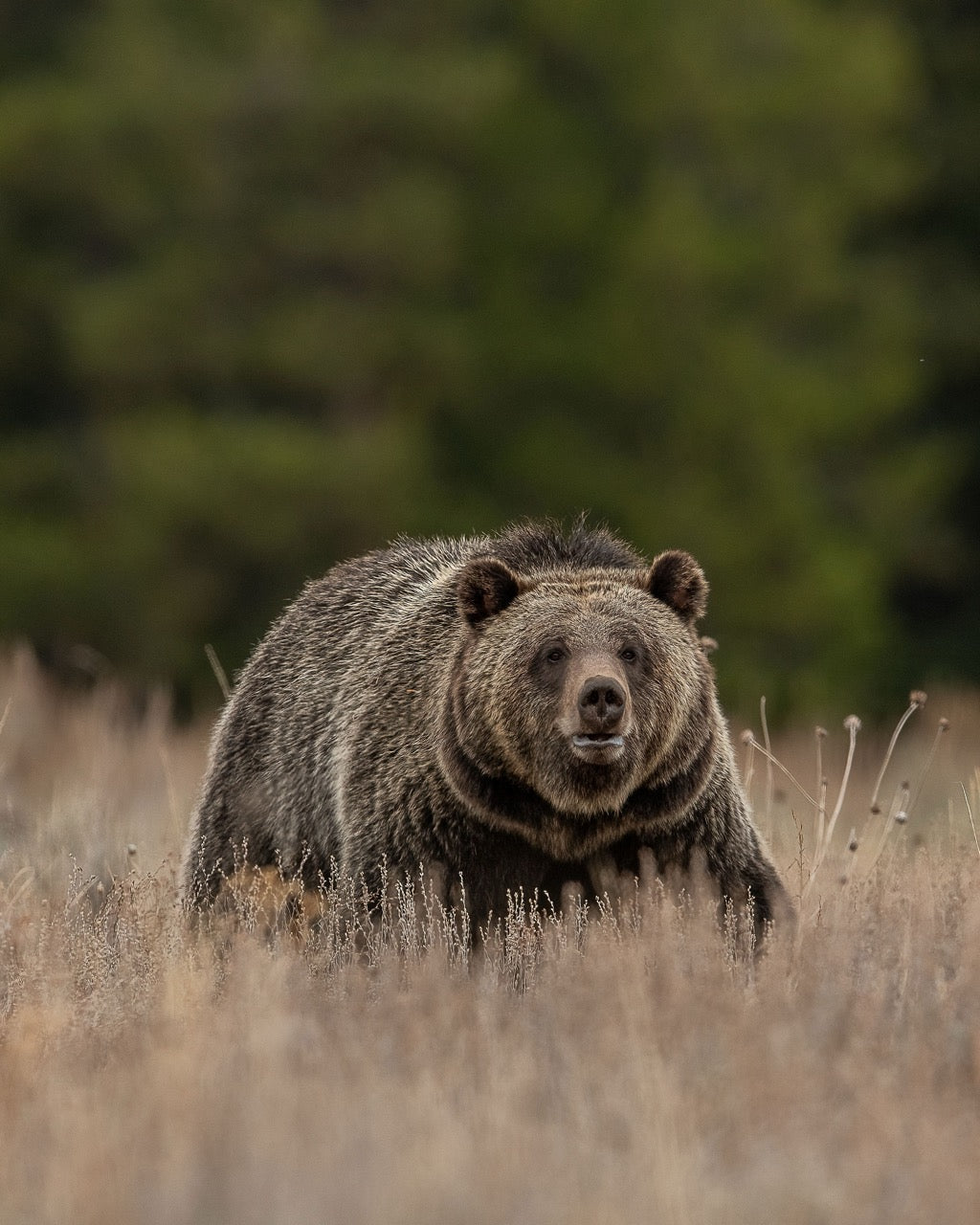 Ursine Field Presence