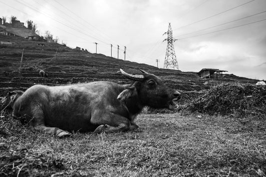 Horned Bovine Repose