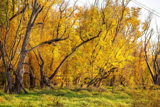 Luminous Leaf Canopy