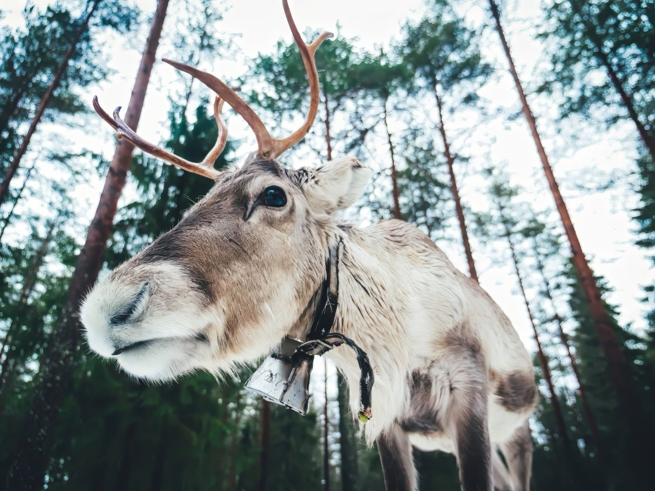 Nordic Animal Encounter