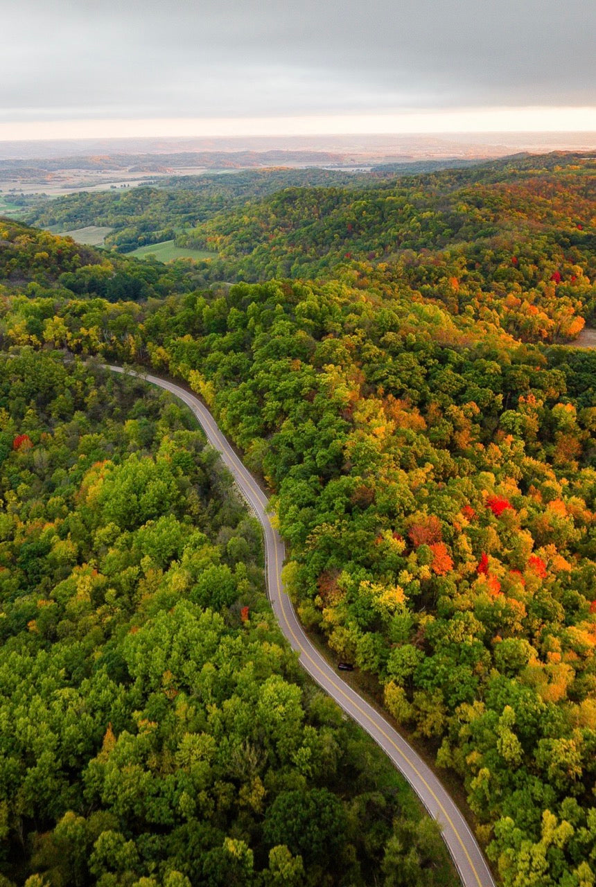 Vast Seasonal Treetops