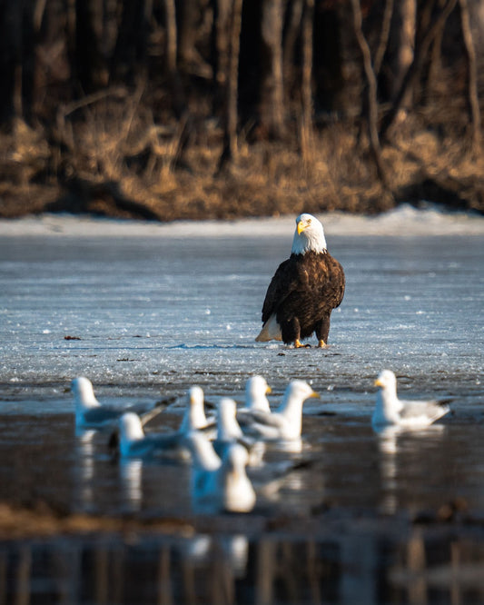 Apex Predator Stance