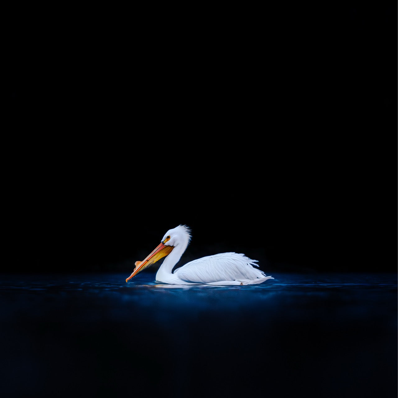Glowing Pelican