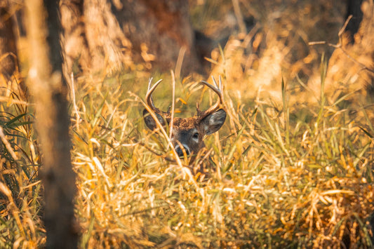 Hidden Buck Antlers