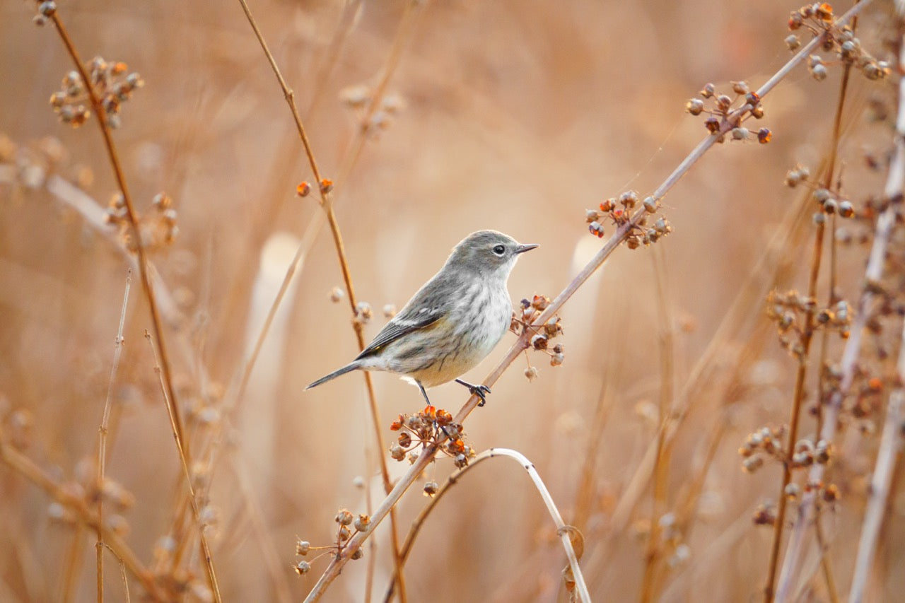 Meadow Resident Portrait