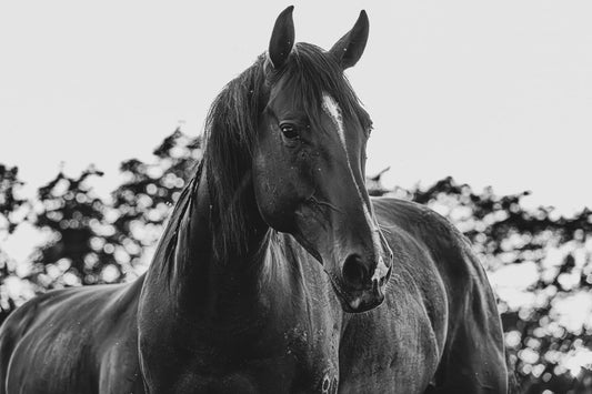 Sleek Power Monochrome