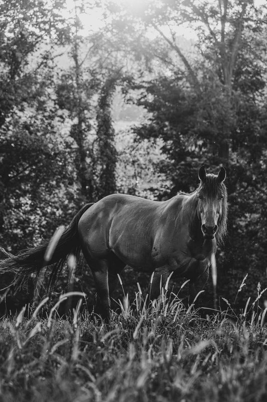 Woodland Equine Glimpse