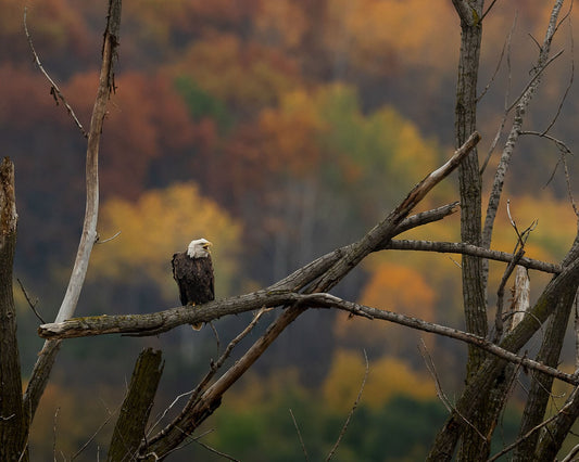 Bald Eagle Perch