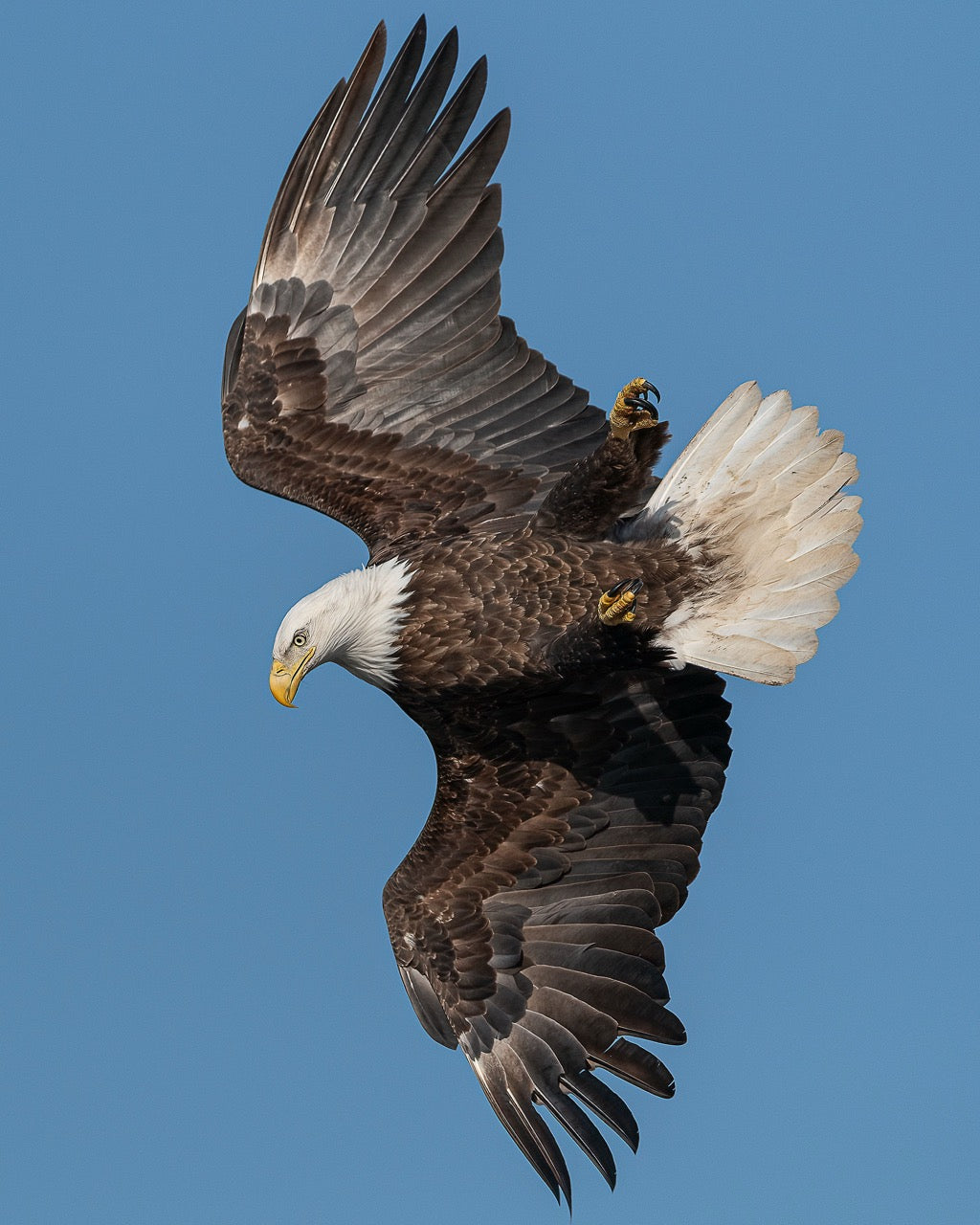 Bald Eagle Soaring