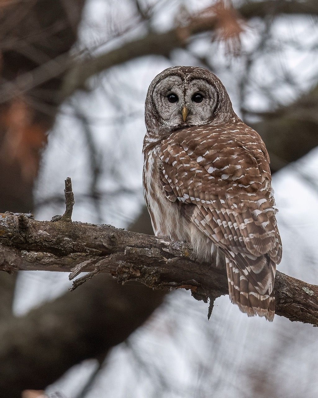 Barred Owl on Bough