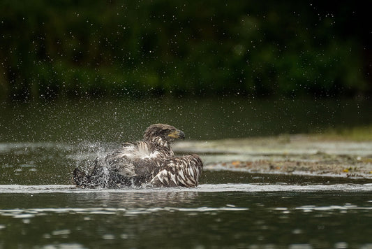 Bursting Droplets Motion