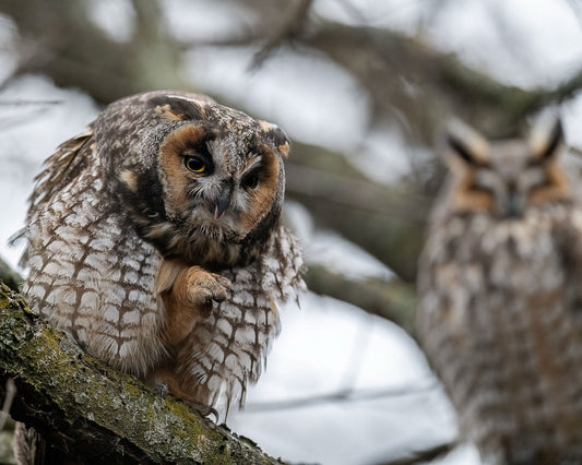 Furtive Owl Duo