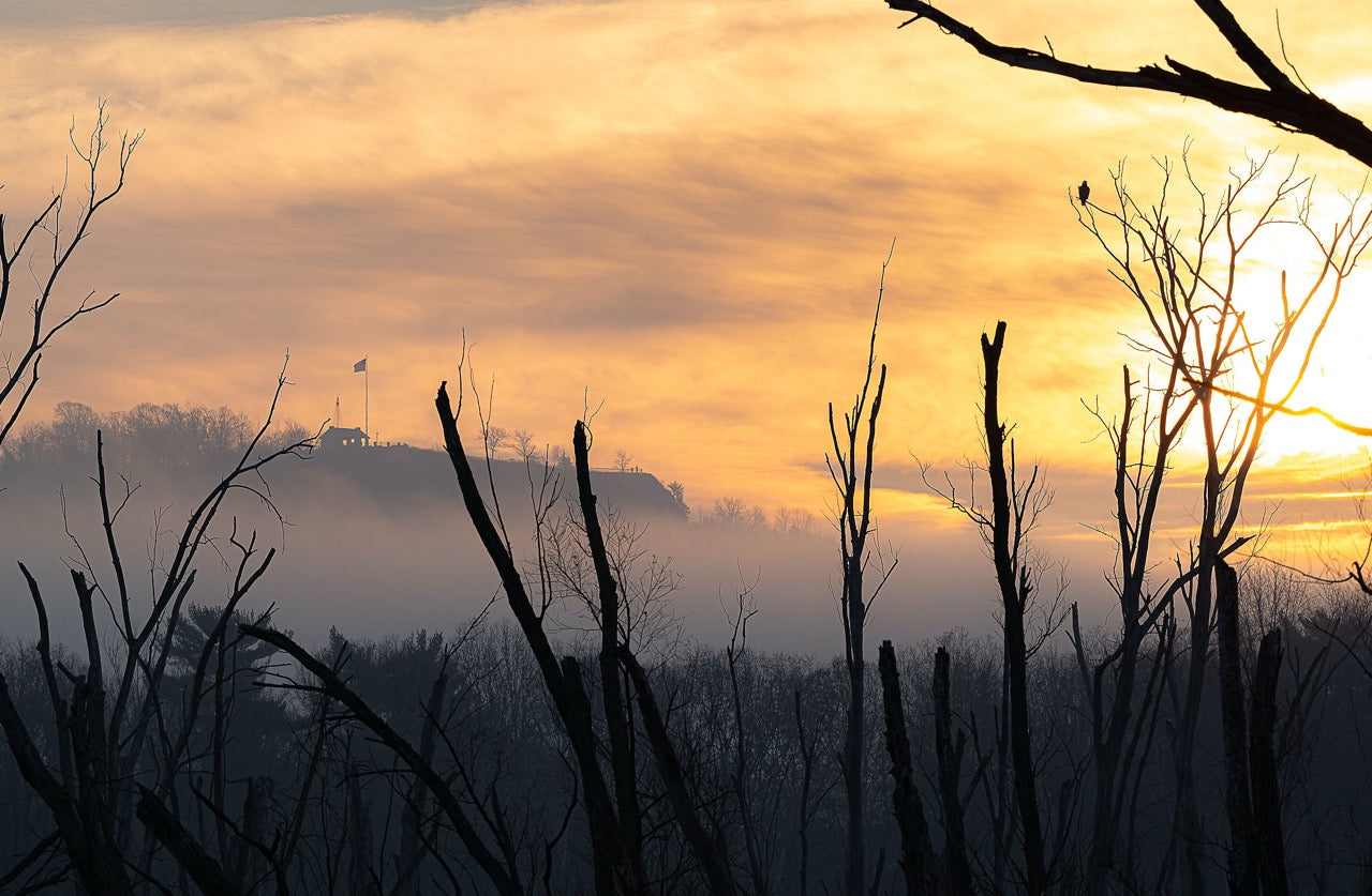 Glimmering Sky Spines