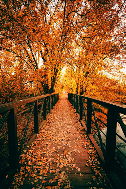 Golden Season Crossing