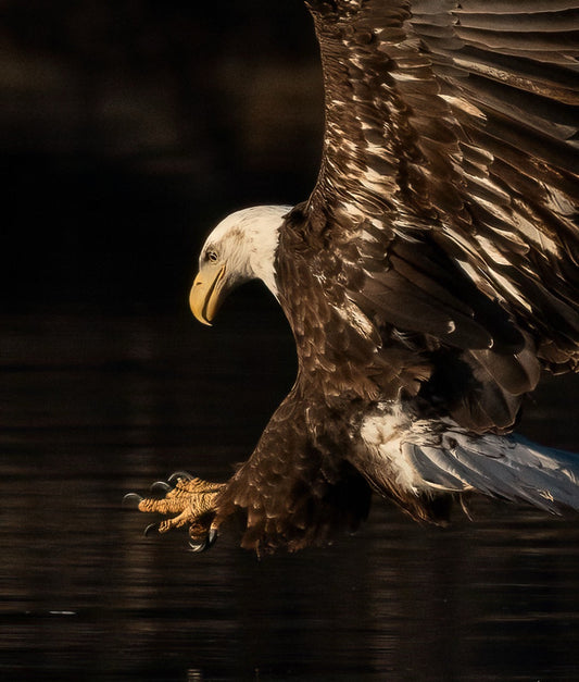 Golden Talons Strike