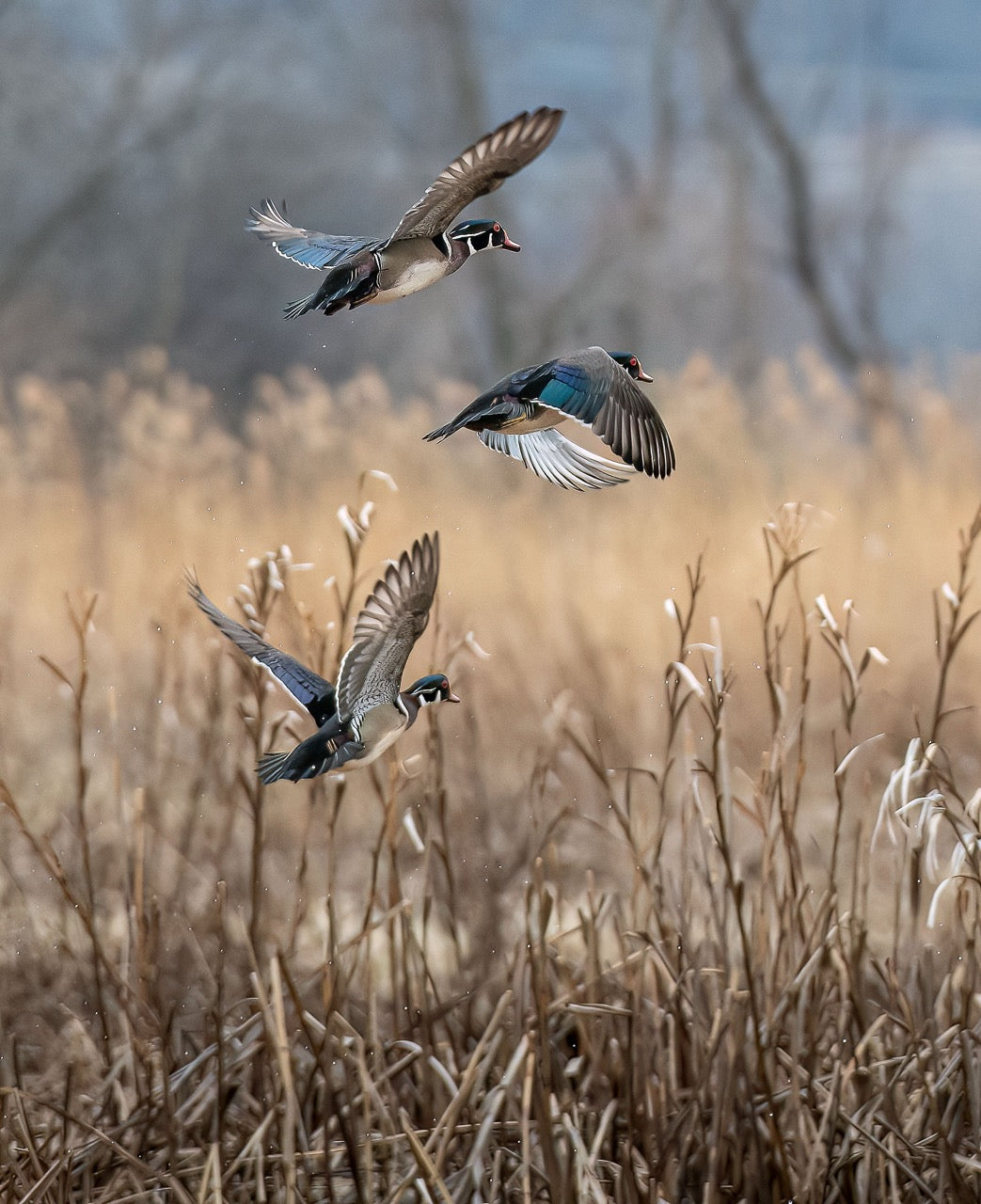 Marsh Birds Ascending