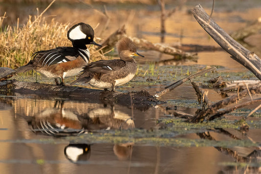 Mergansers Marsh Reflection