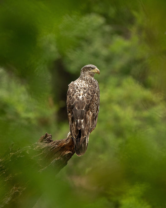Mottled Falcon Resting