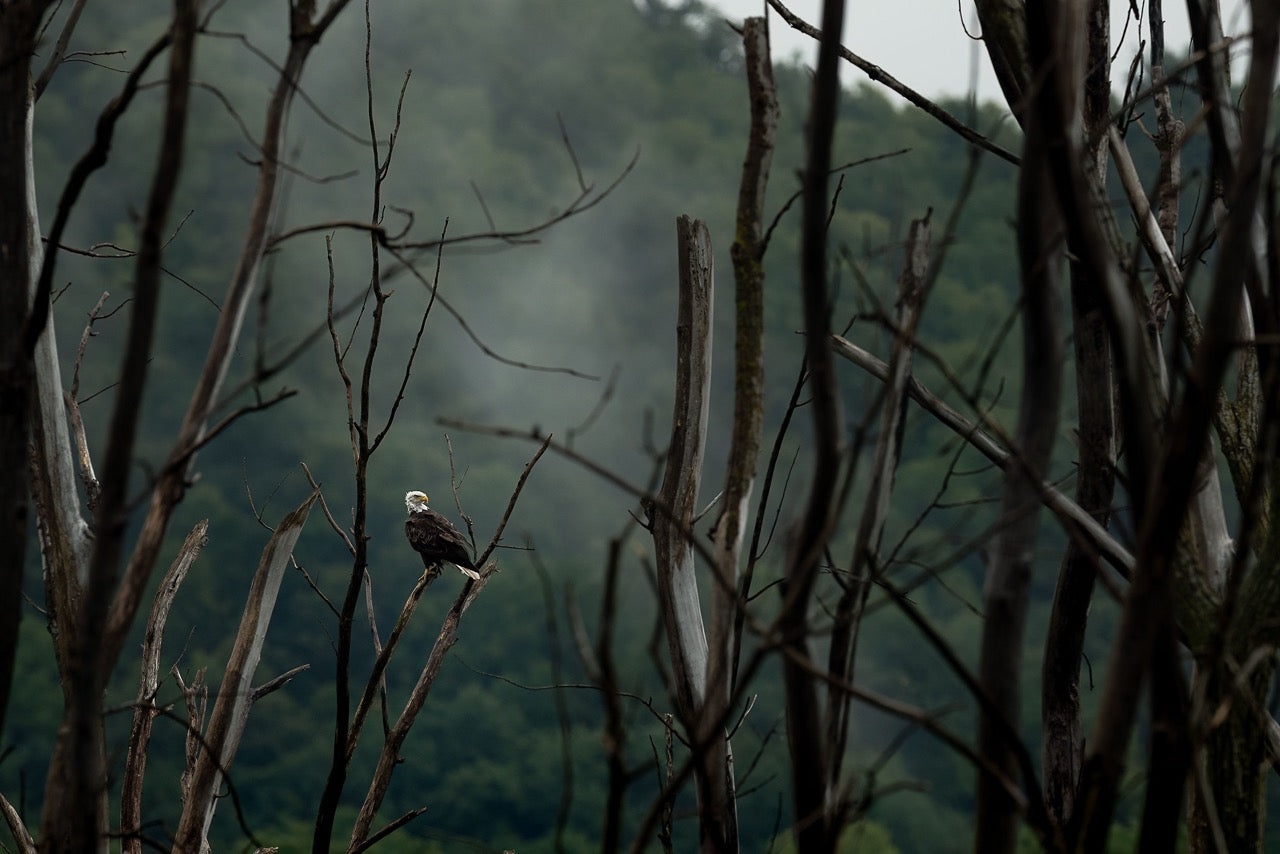 Obscured Forest Apex