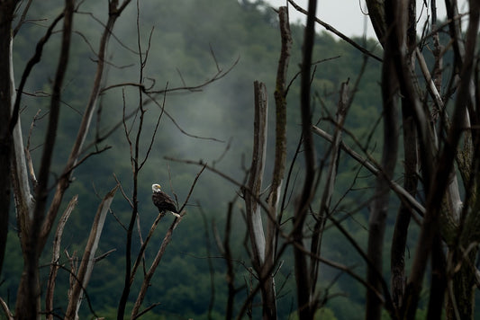 Obscured Forest Apex