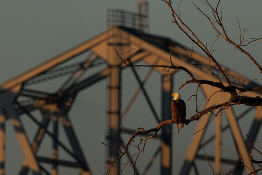 Perched Against Steel Truss