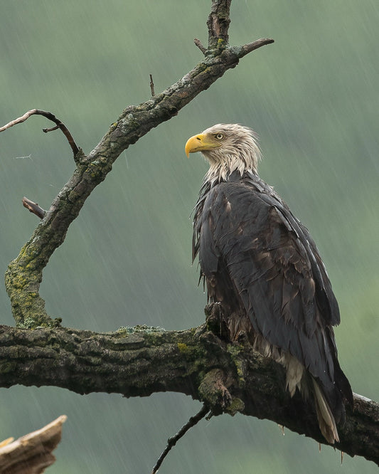 Rain-Soaked Predator