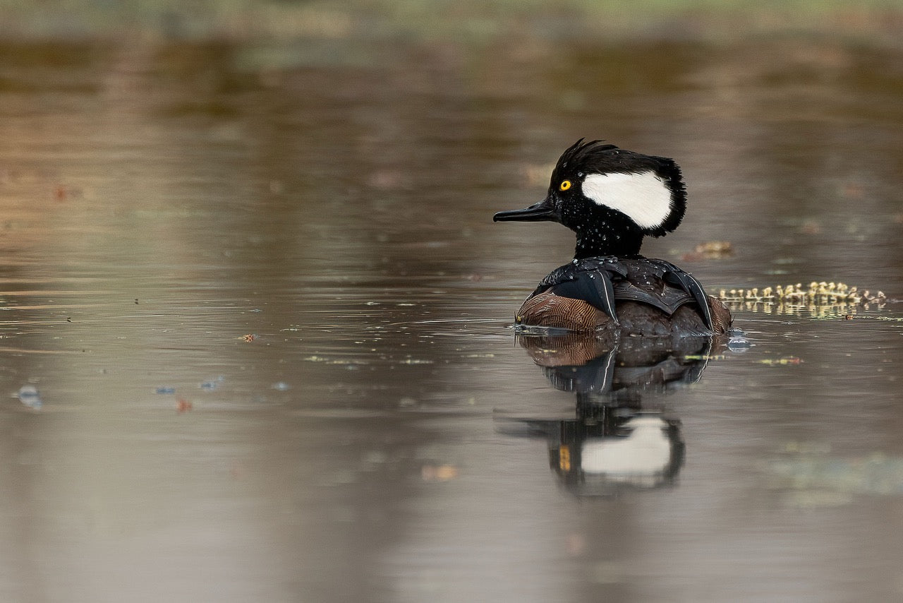 Sable Crested Swimmer
