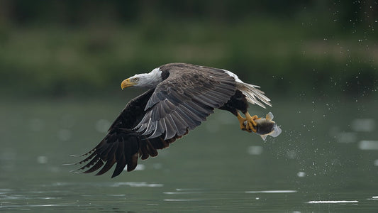 Soaring Fish Capture