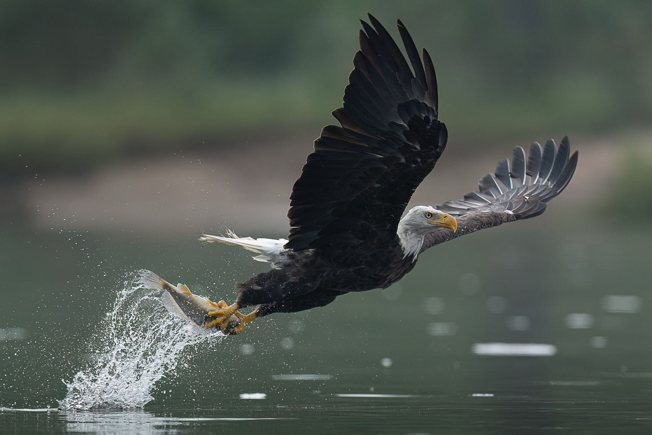 Splashing Pursuit Success