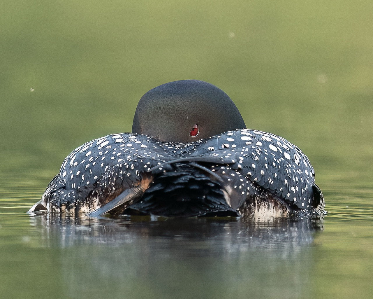 Spotted Pattern Slumber