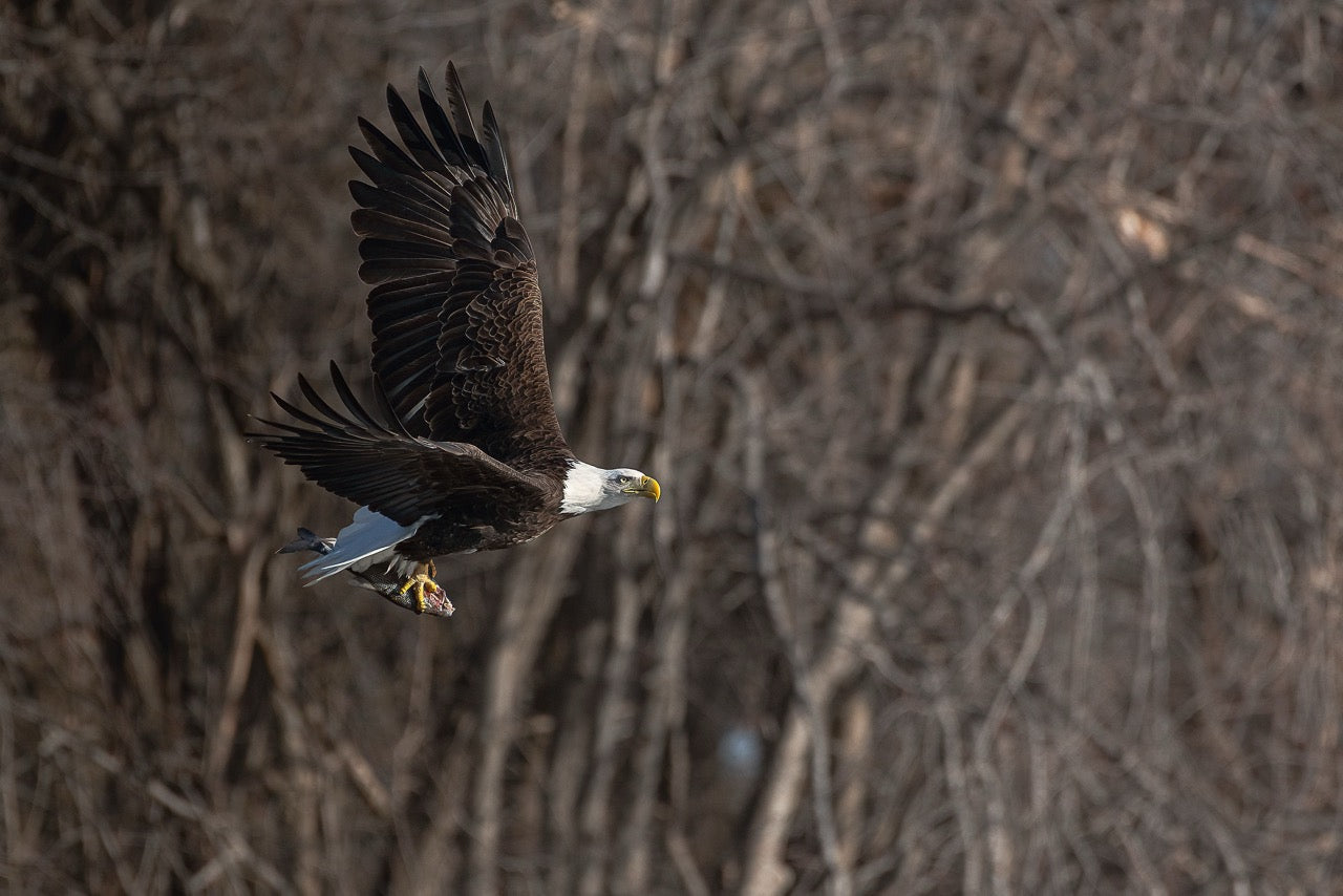 Triumphant Carrier of Fish