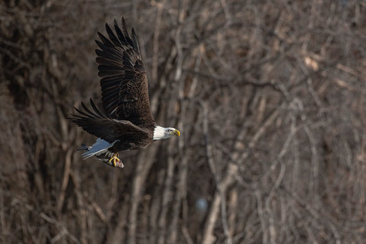Triumphant Carrier of Fish