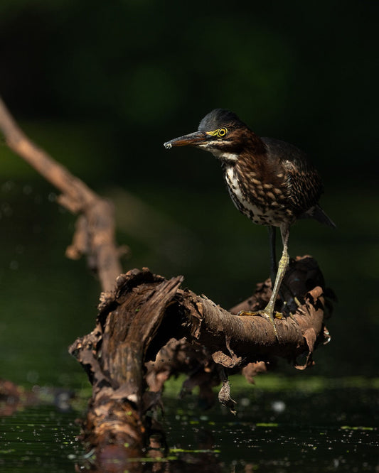 Wetland Wading Subject