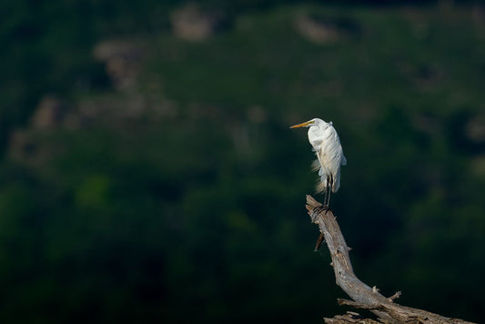 White Egret Perch