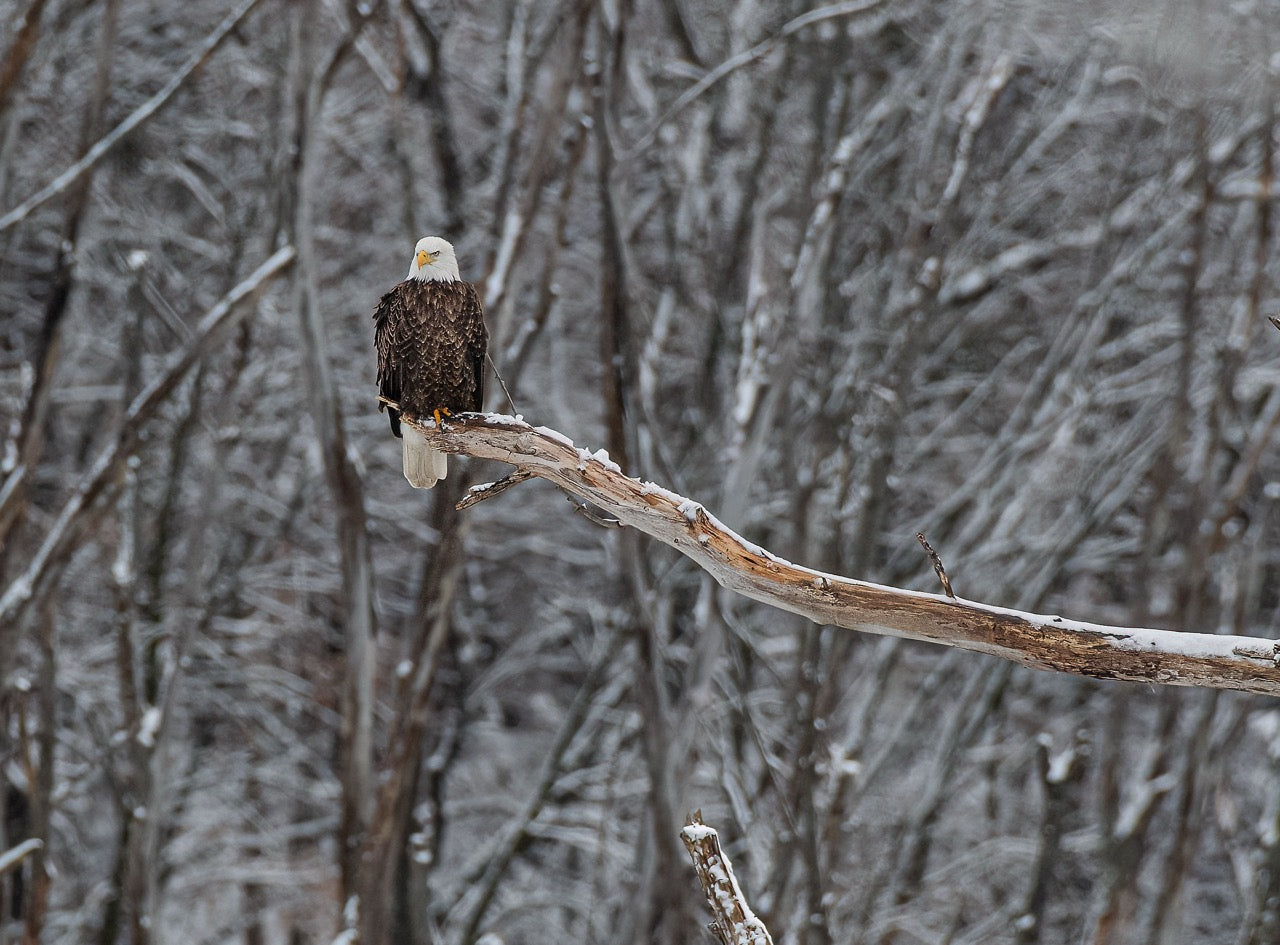 Winter Branch Eagle