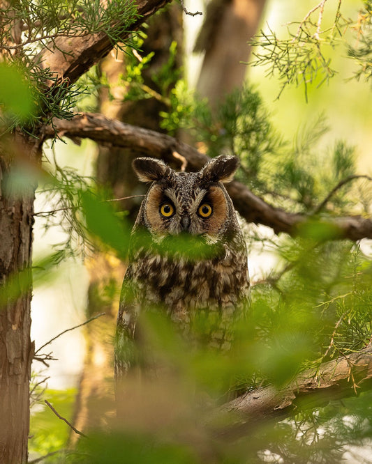 Wise Owl Camouflage