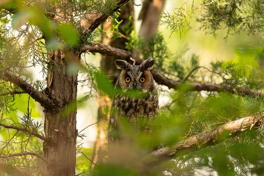 Woodland Hunter Eyes