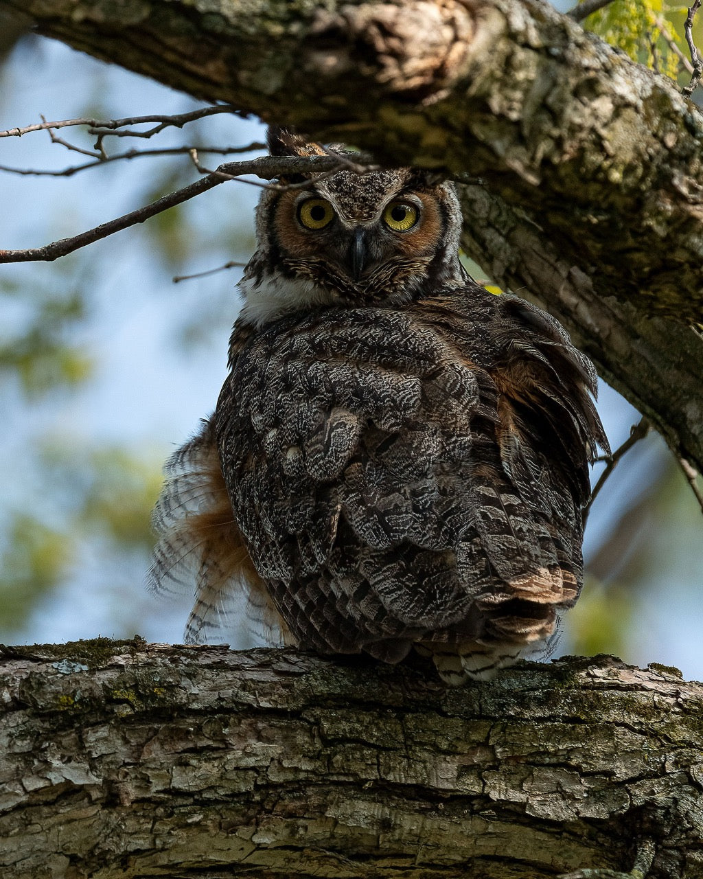 Woodland Hunter Gaze