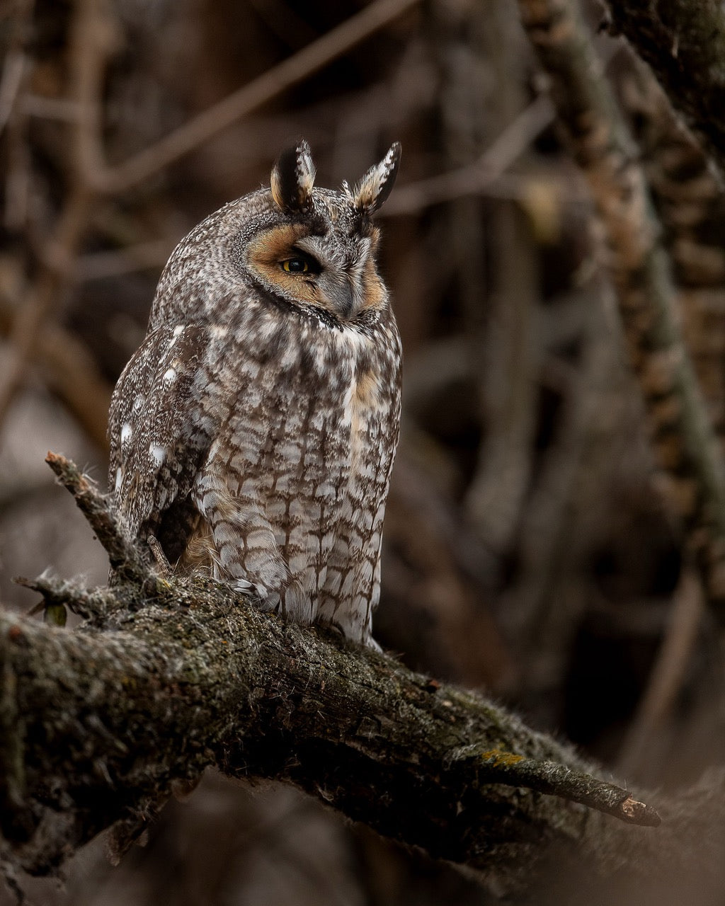 Woods Creature Study