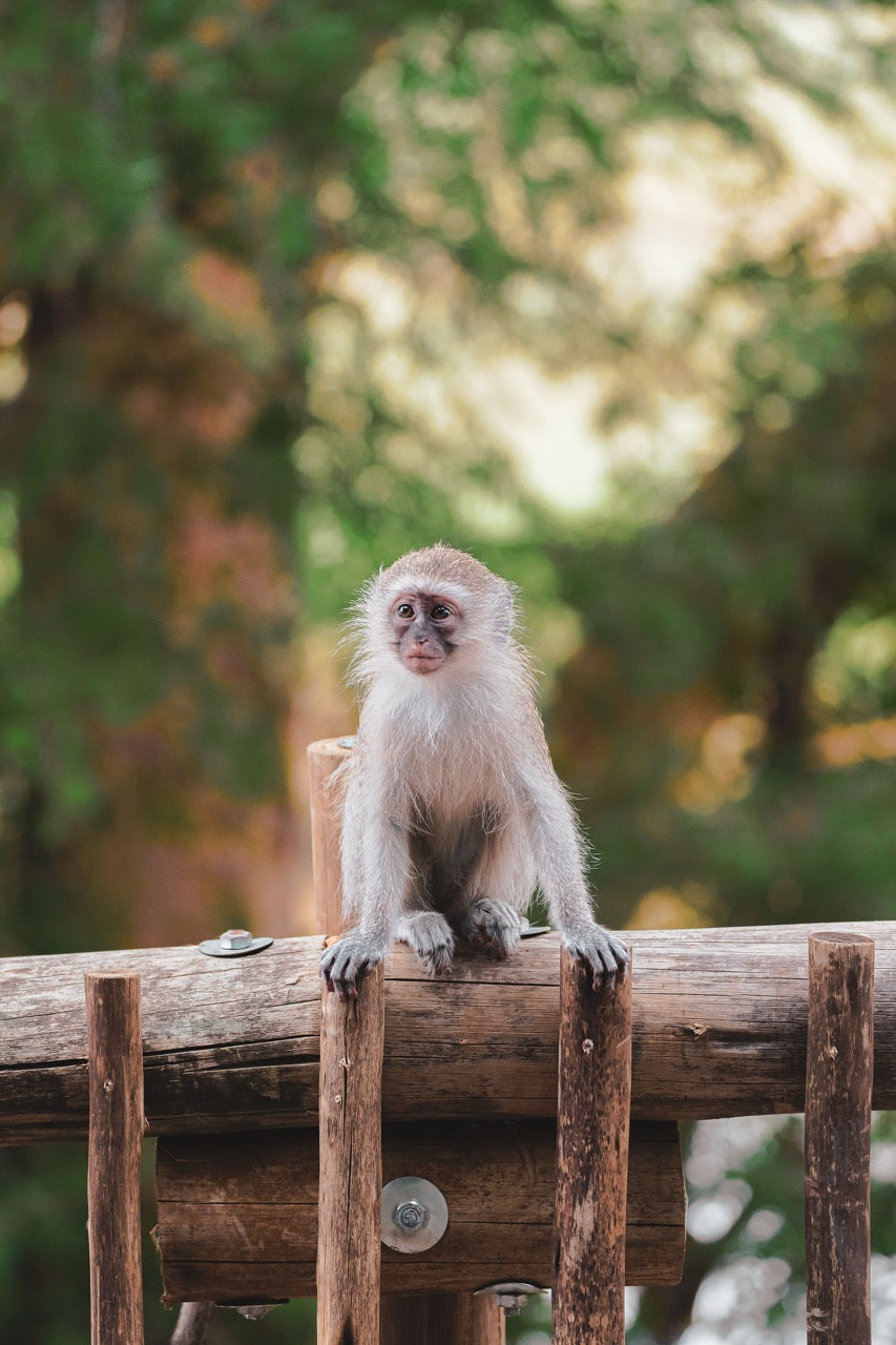 Alert Little Primate