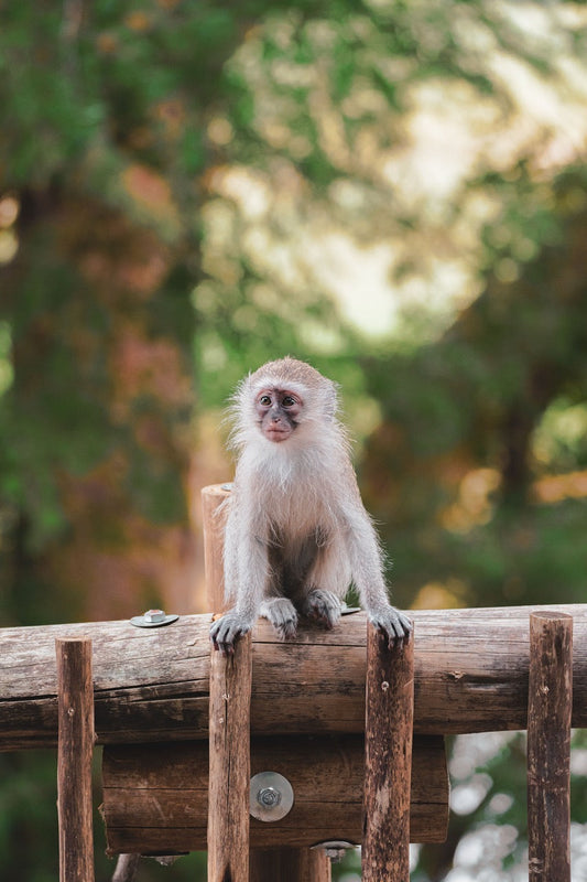 Alert Little Primate