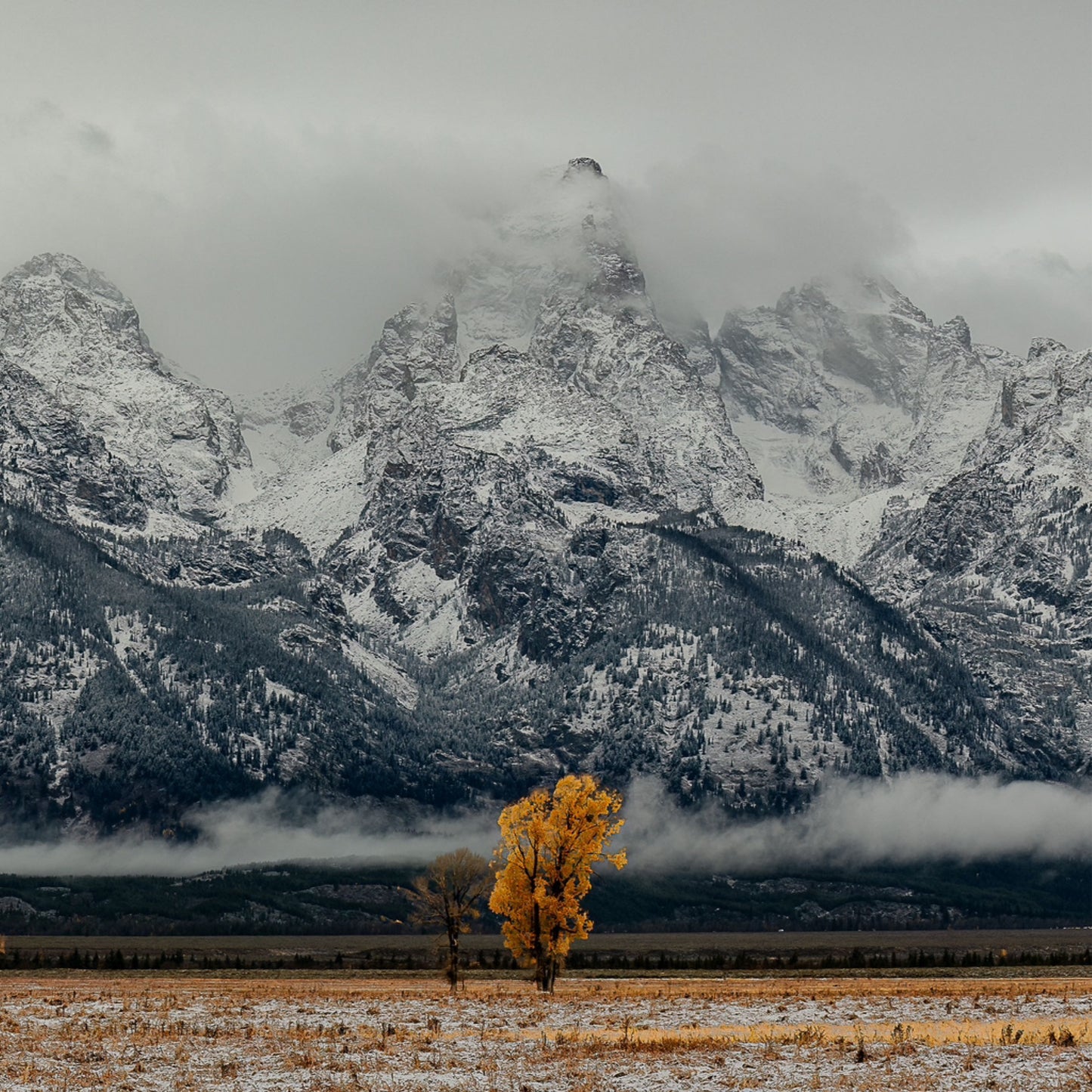 Mountain and Tree by Gavin McCue