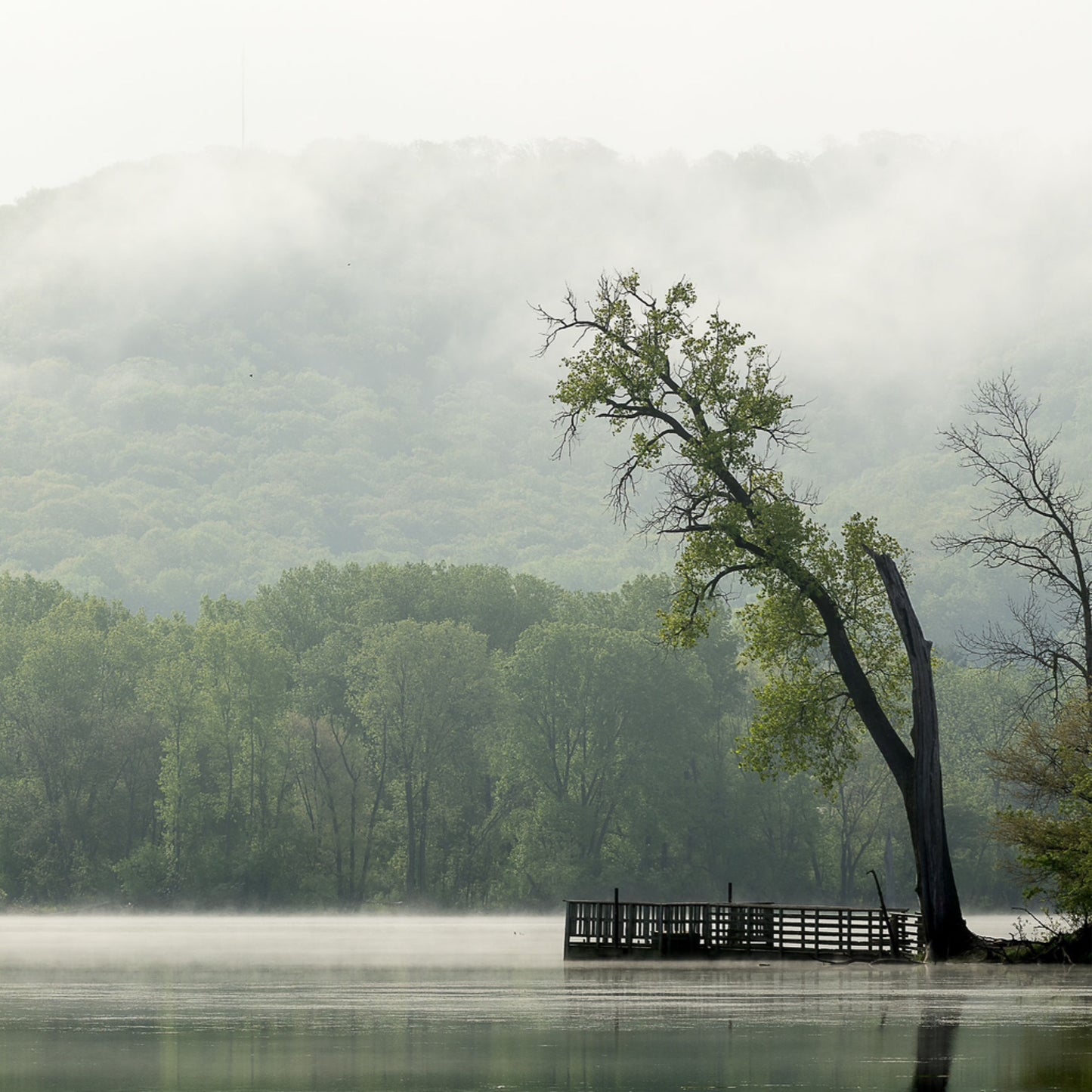 Marsh and Tree by Gavin McCue
