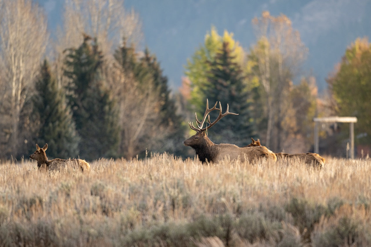 Meadow Gathering Light