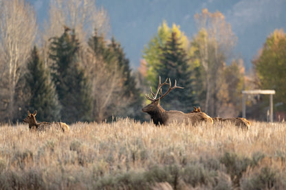 Meadow Gathering Light