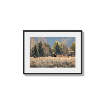 Meadow Gathering Light