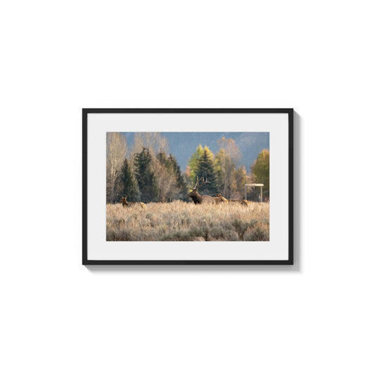 Meadow Gathering Light