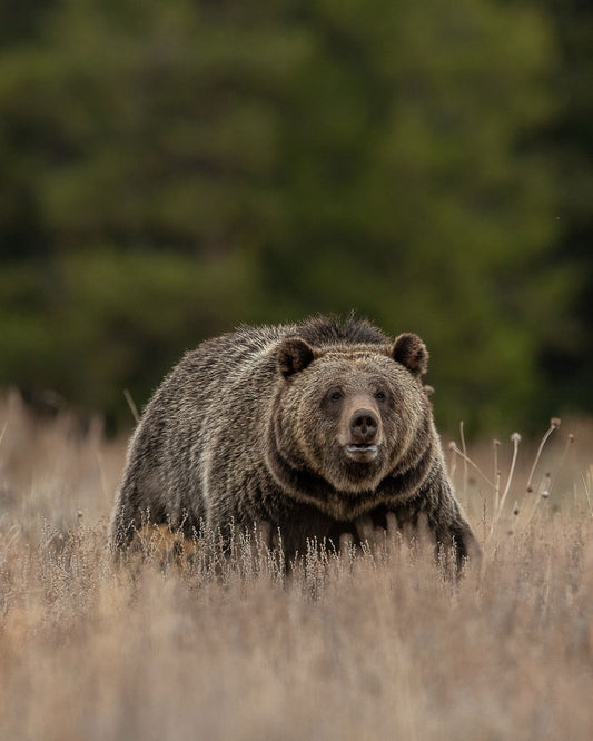 Ursine Field Presence